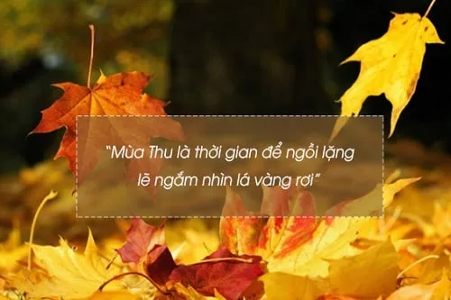 Những câu nói hay về màu vàng