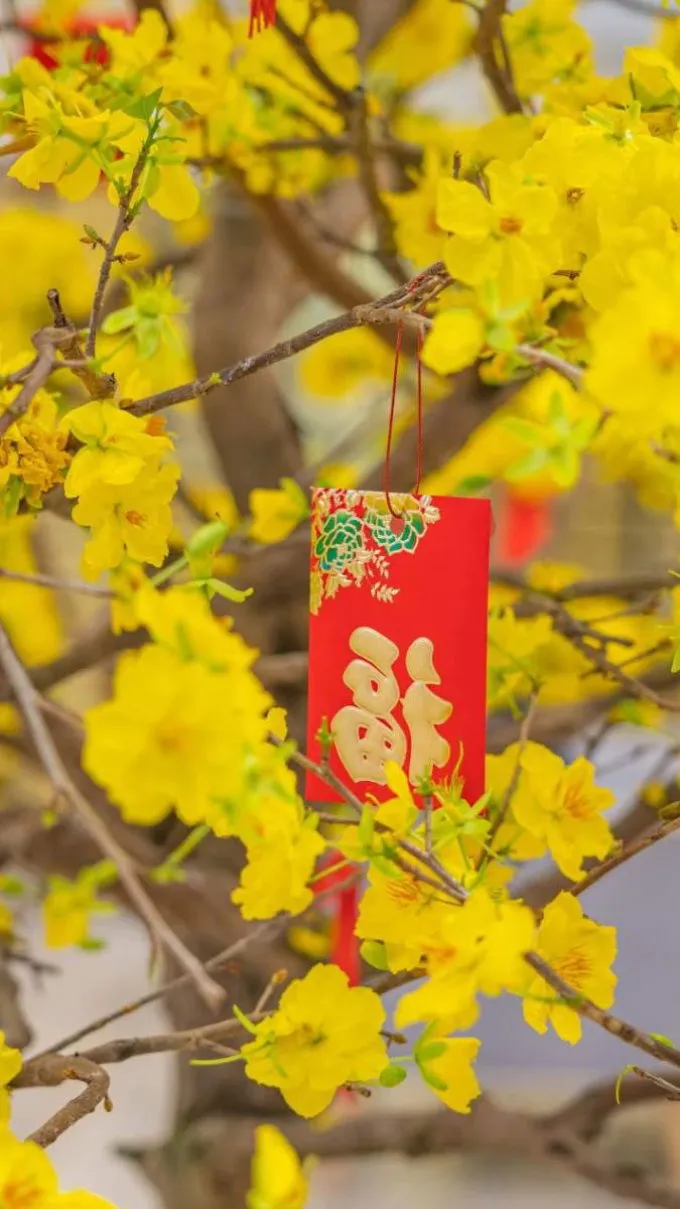 Ảnh hoa mai ngày Tết đẹp, lý tưởng cho điện thoại