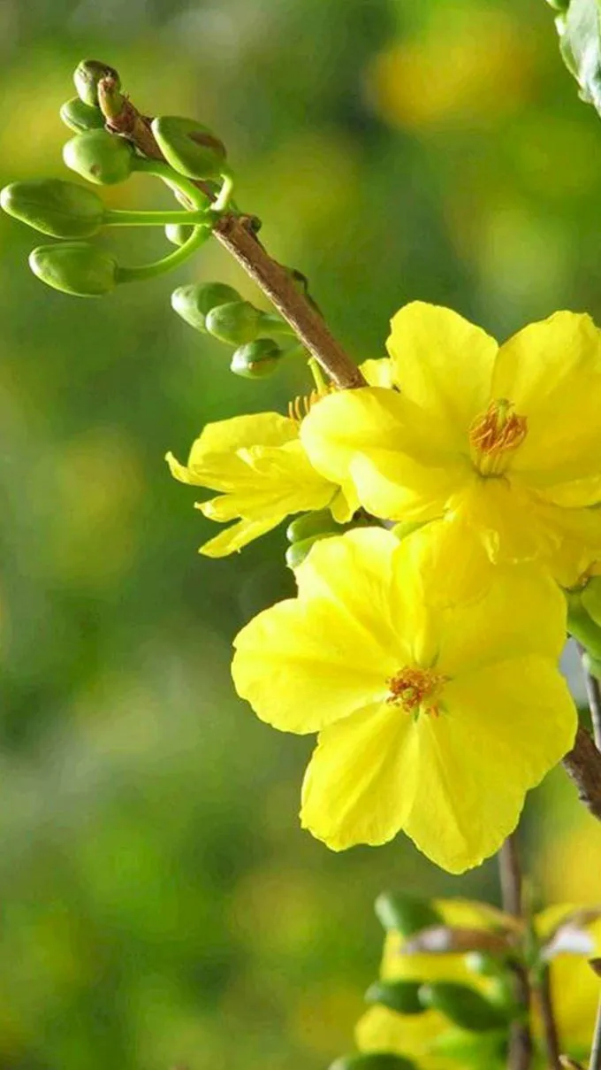 Bộ sưu tập hình ảnh hoa mai ngày Tết chất lượng cao cho di động