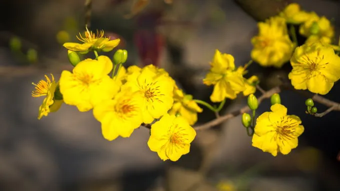 Hình nền máy tính với cành hoa mai vàng khoe sắc đón Tết