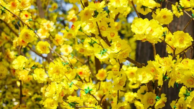 Sắc vàng hoa mai tràn ngập trên hình nền máy tính cho mùa Tết