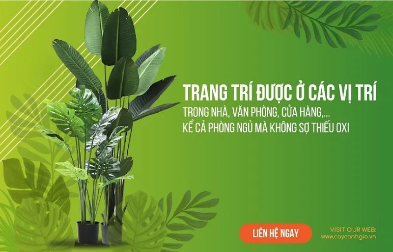 Mẫu banner đẹp chủ đề cây xanh, thiên nhiên
