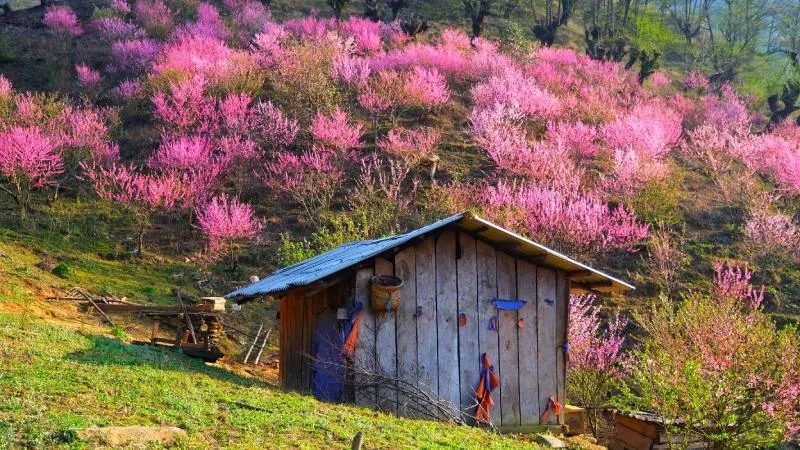 Vẻ đẹp hoang dã của hoa đào rừng Tây Bắc