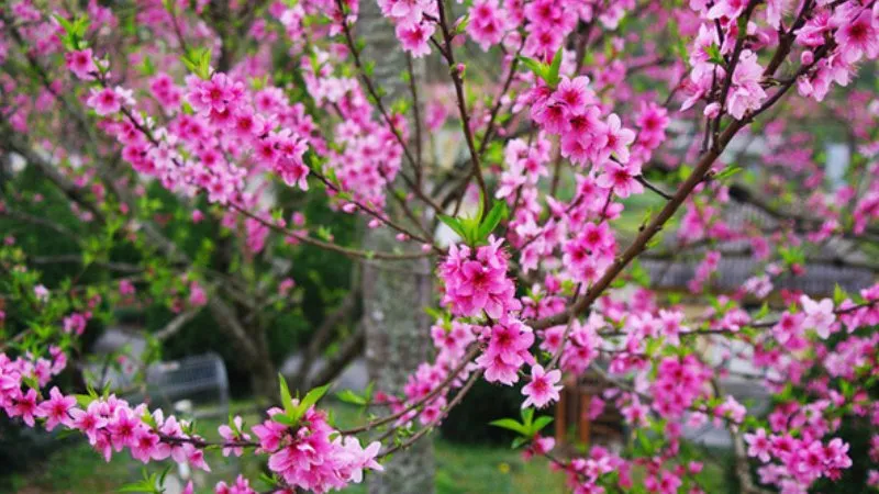 Những cành đào rừng khẳng khiu nhưng đầy sức sống