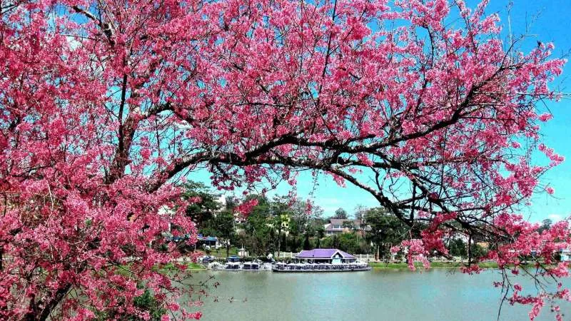 Không gian phòng khách ấm cúng với cành đào ngày Tết