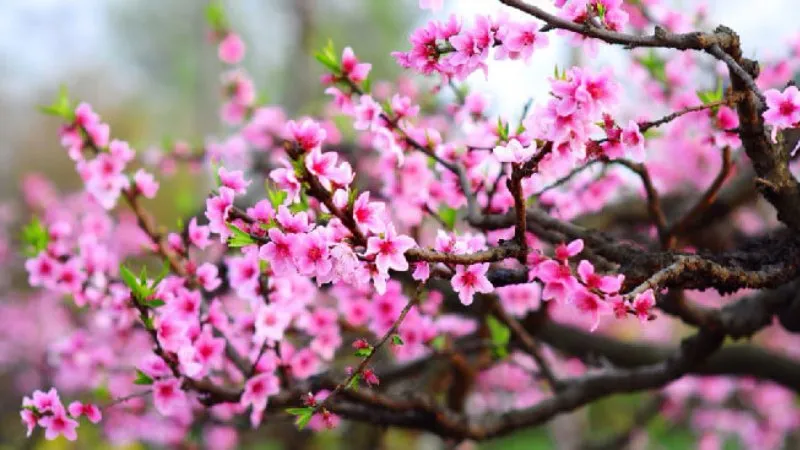 Khung cảnh hoa đào rừng nở rộ trên triền núi Tây Bắc