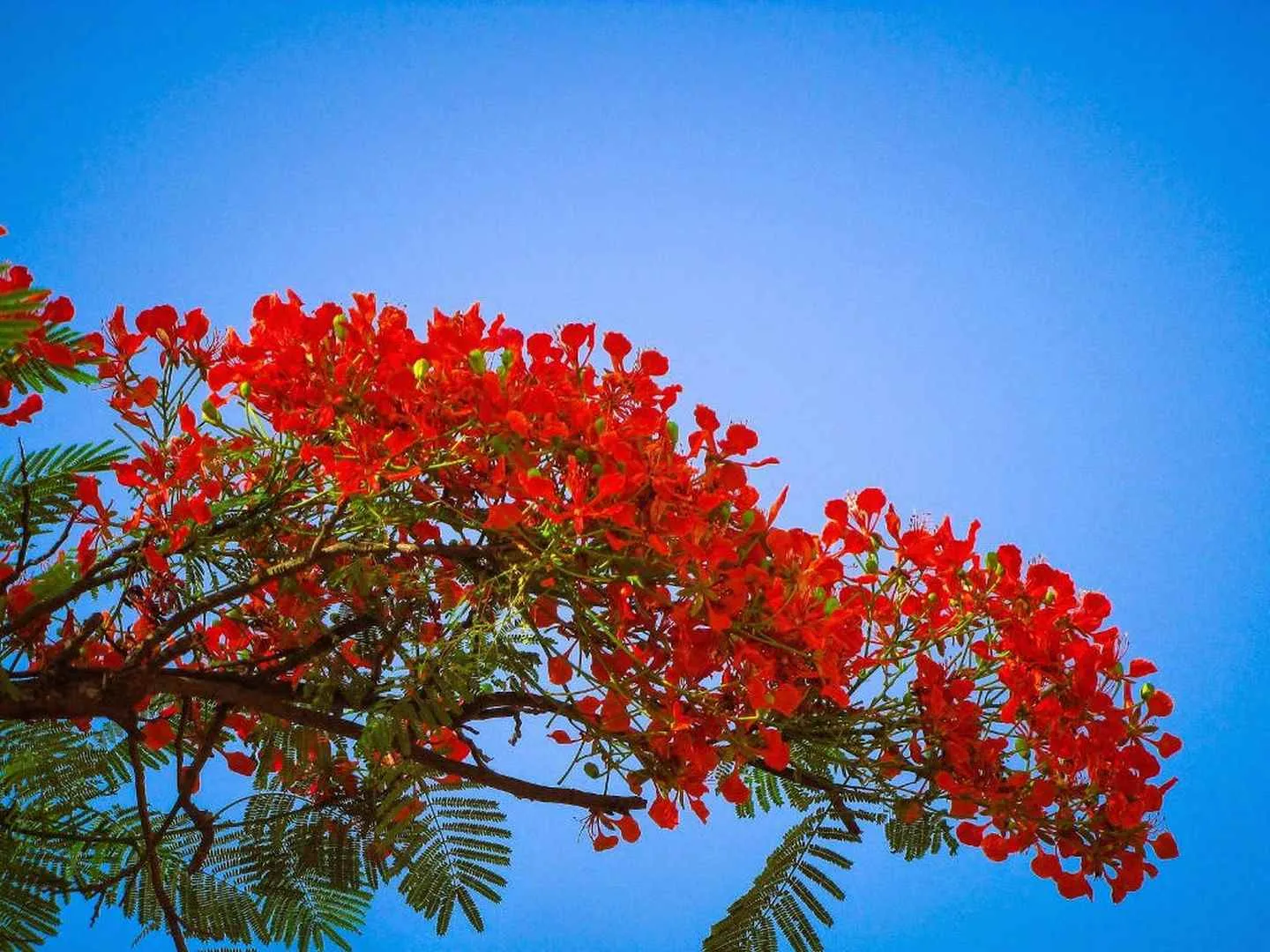 Vòng hoa Phượng đỏ rực rỡ