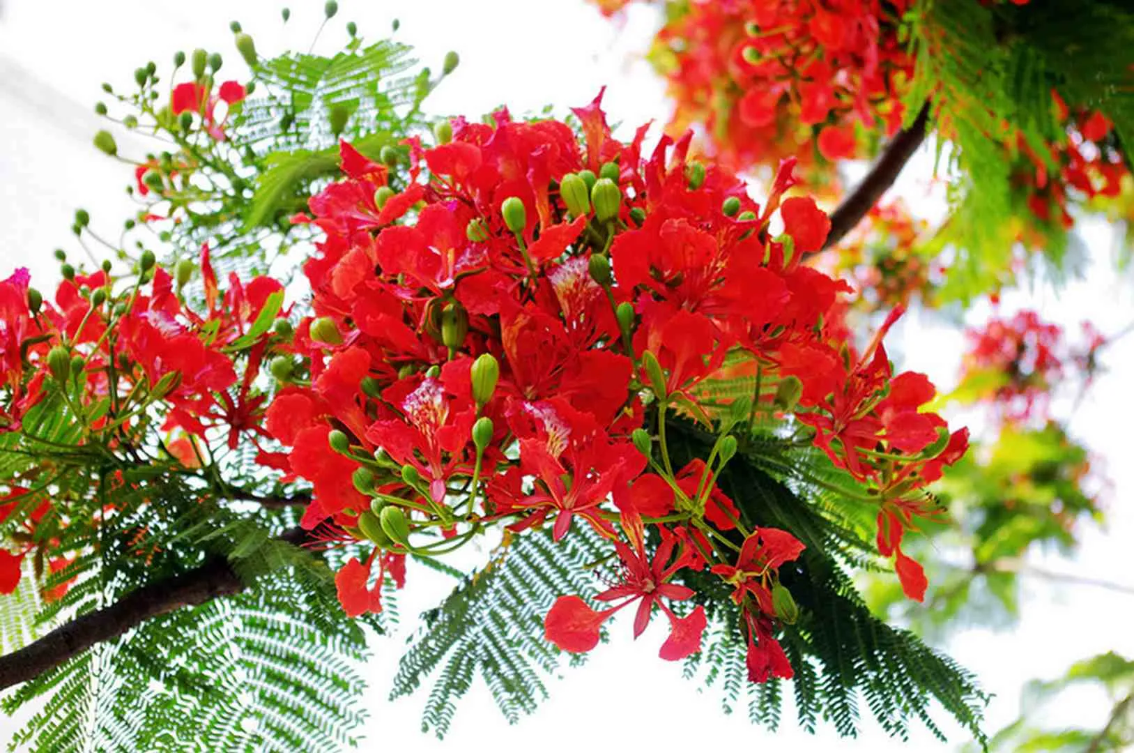 Hoa phượng dùng để làm vòng hoa đội đầu