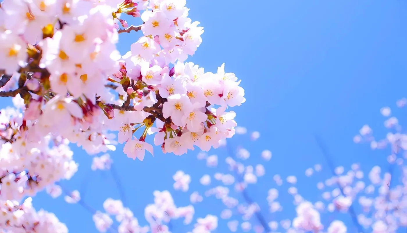 Cành hoa đào chi chít nụ và hoa