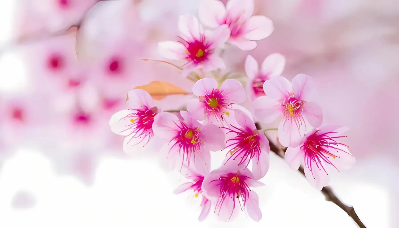Bức ảnh hoa đào mùa Tết đẹp nhất với nhiều nụ