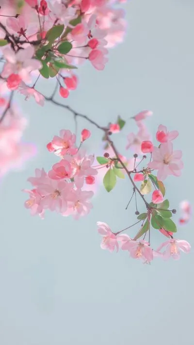Cành hoa đào hồng làm hình nền điện thoại