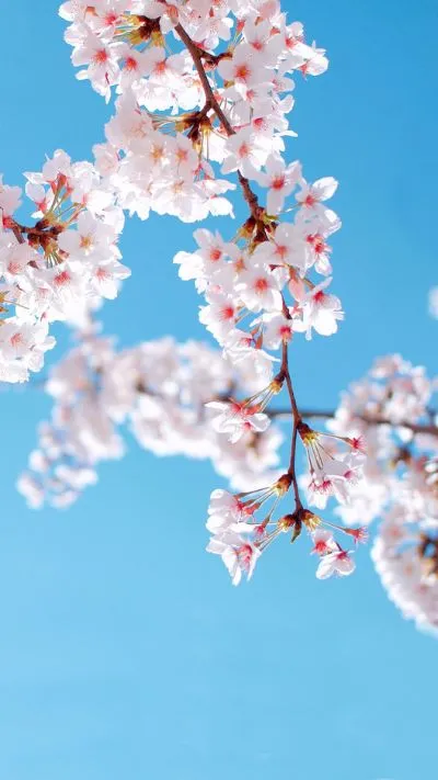 Hoa đào và nụ làm hình nền điện thoại