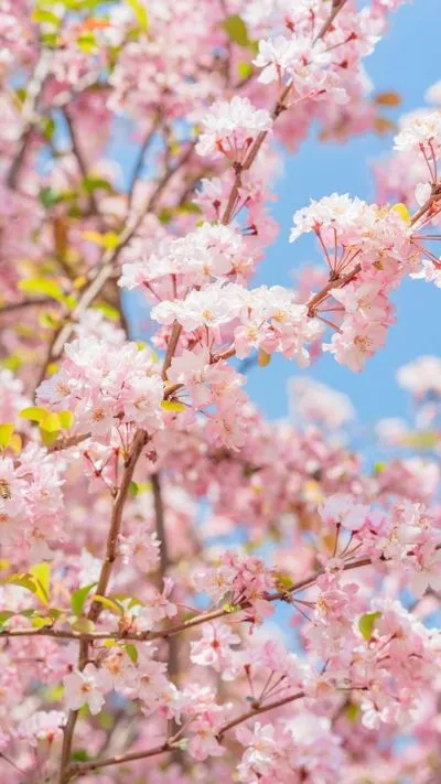 Ảnh hoa đào sắc nét làm hình nền di động