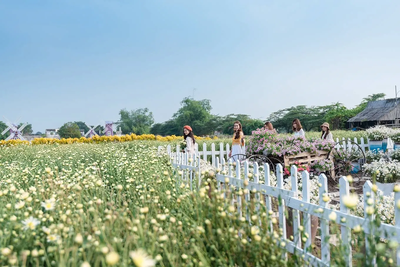 Toàn cảnh thảo nguyên hoa Long Biên rộng lớn với nhiều loài hoa