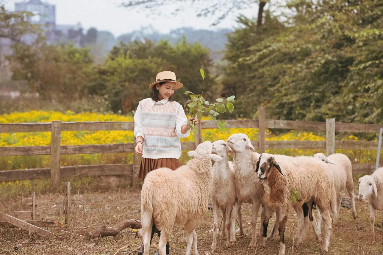 Thử chụp hình cùng những chú cừu thân thiện