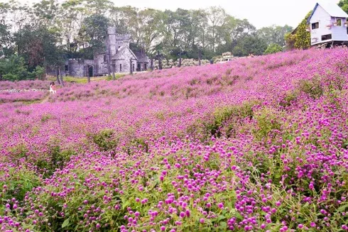 Toàn cảnh vườn hoa Long Biên rực rỡ, điểm chụp ảnh nổi tiếng tại Hà Nội