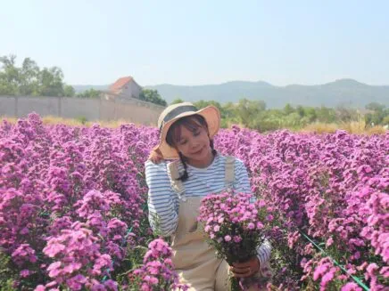 Thiếu nữ duyên dáng giữa cánh đồng hoa thạch thảo tím tại vườn hoa Long Biên